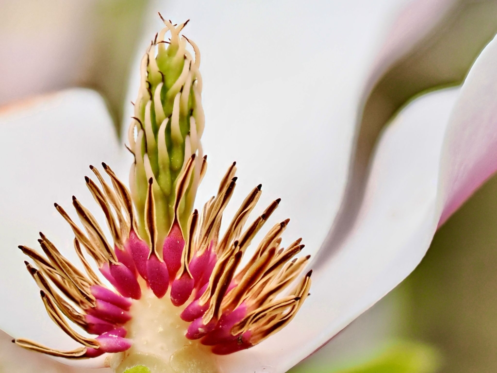 foto bloem chrystal